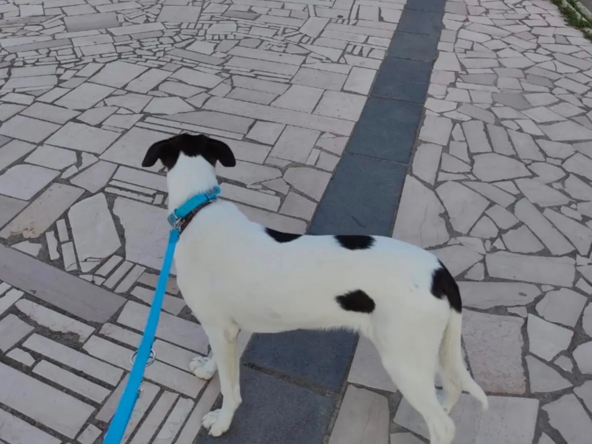 Adotta un cane, taglia media contenuta, femmina, Cosenza