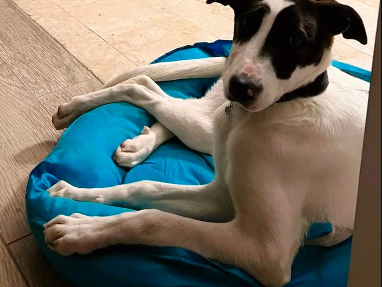 Vuoi adottare un cane a Cosenza?