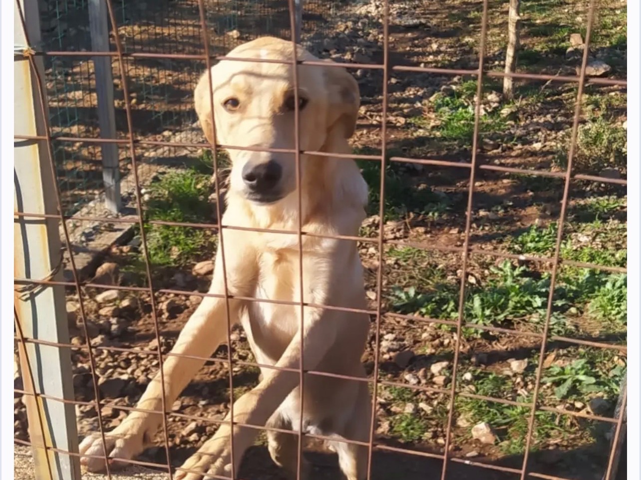 Adotta un cane, maschio, 11 mesi, Cosenza