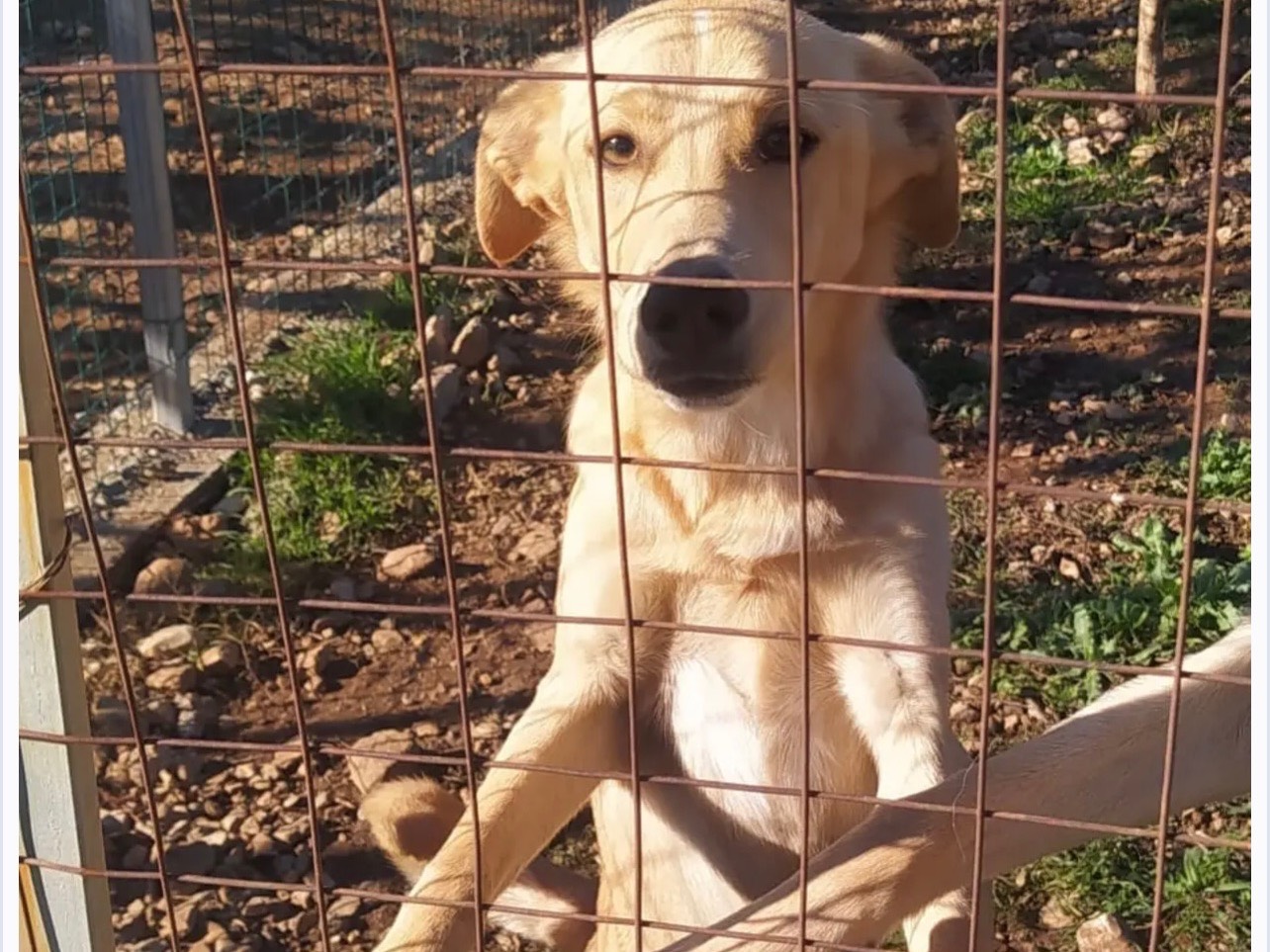 Adotta un cane, taglia media, maschio, Cosenza