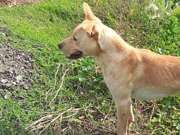 Adotta un cane, maschio, 2 anni  e 6 mesi , Avellino