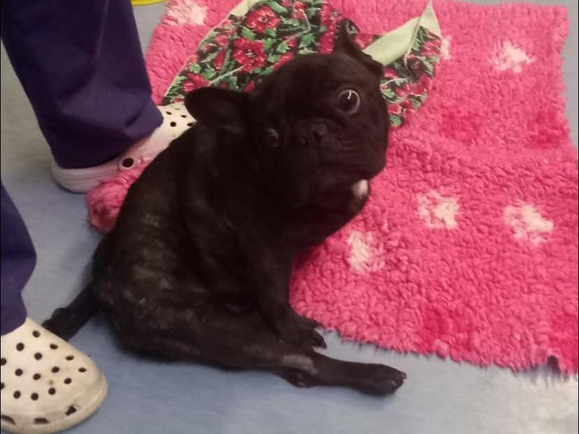 Adotta un cane, maschio, 4 anni  e 3 mesi , Napoli