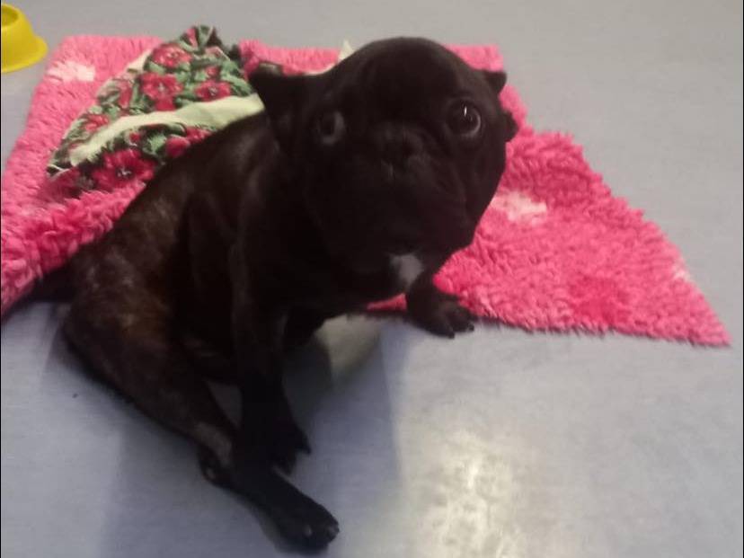 Adotta un cane, taglia piccola, maschio, Napoli
