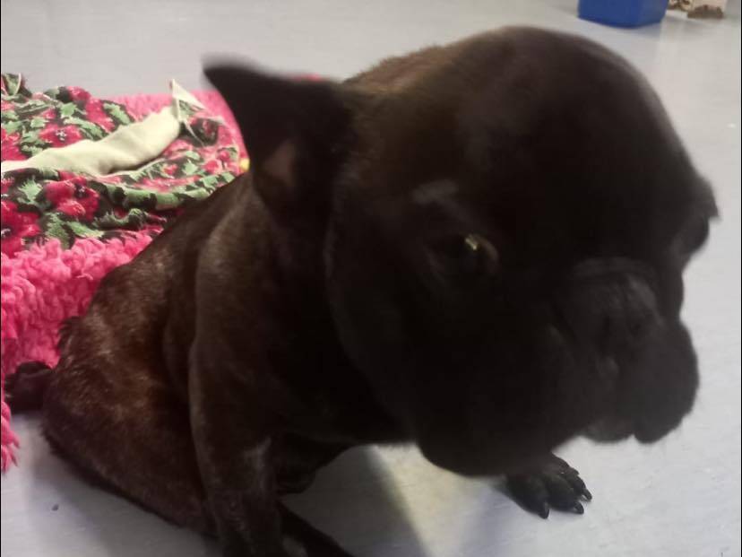 Vuoi adottare un cane a Napoli?