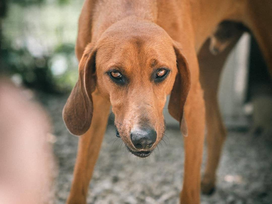 Foto dell'animale