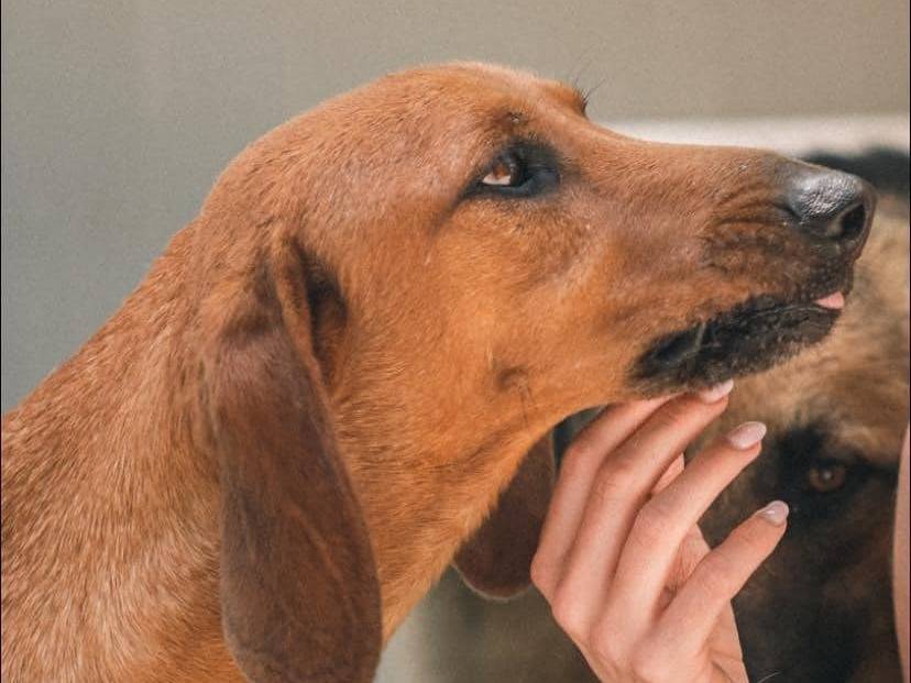 Adotta un cane, maschio, 3 anni  e 3 mesi , Napoli