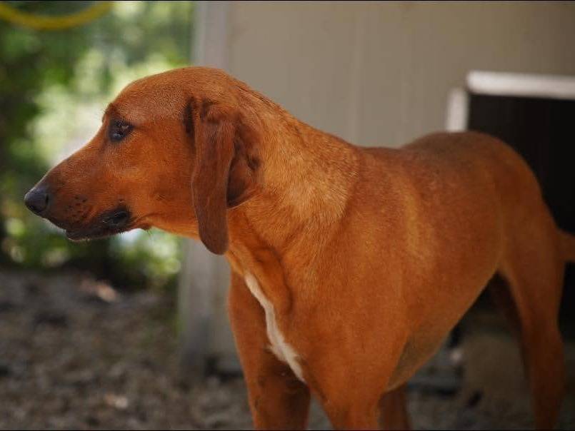 Adotta un cane, taglia media contenuta, maschio, Napoli