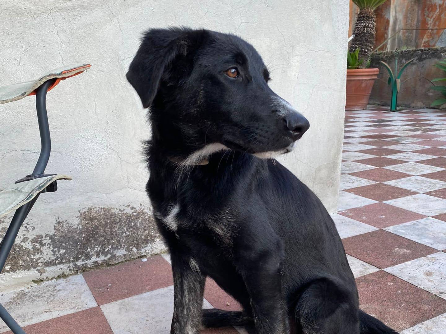 Adotta un cane, maschio, 1 anno e 1 mese, Napoli
