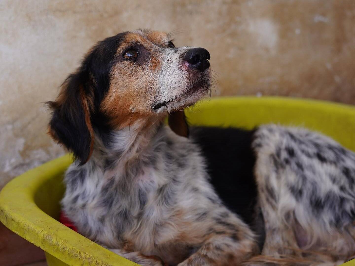 Adotta un cane, taglia media contenuta, femmina, Napoli