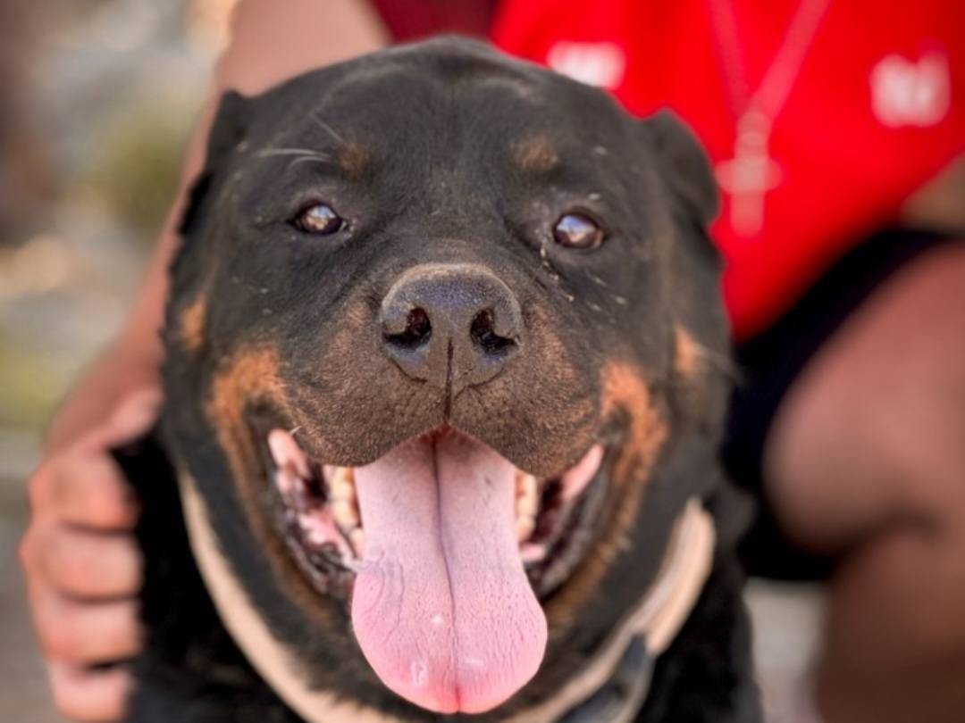 Adozione cane, maschio, Rottweiler Razza sconosciuta, 6 anni, taglia gigante, Crotone