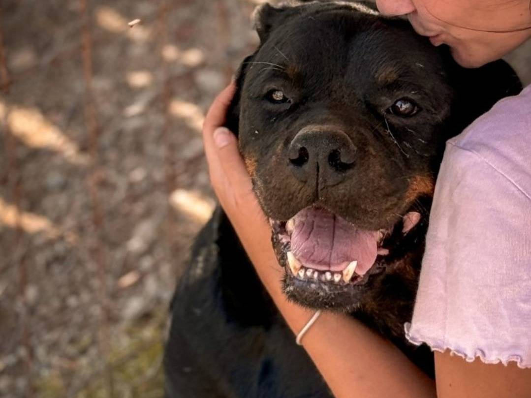 Adotta un cane, maschio, 5 anni  e 7 mesi , Crotone