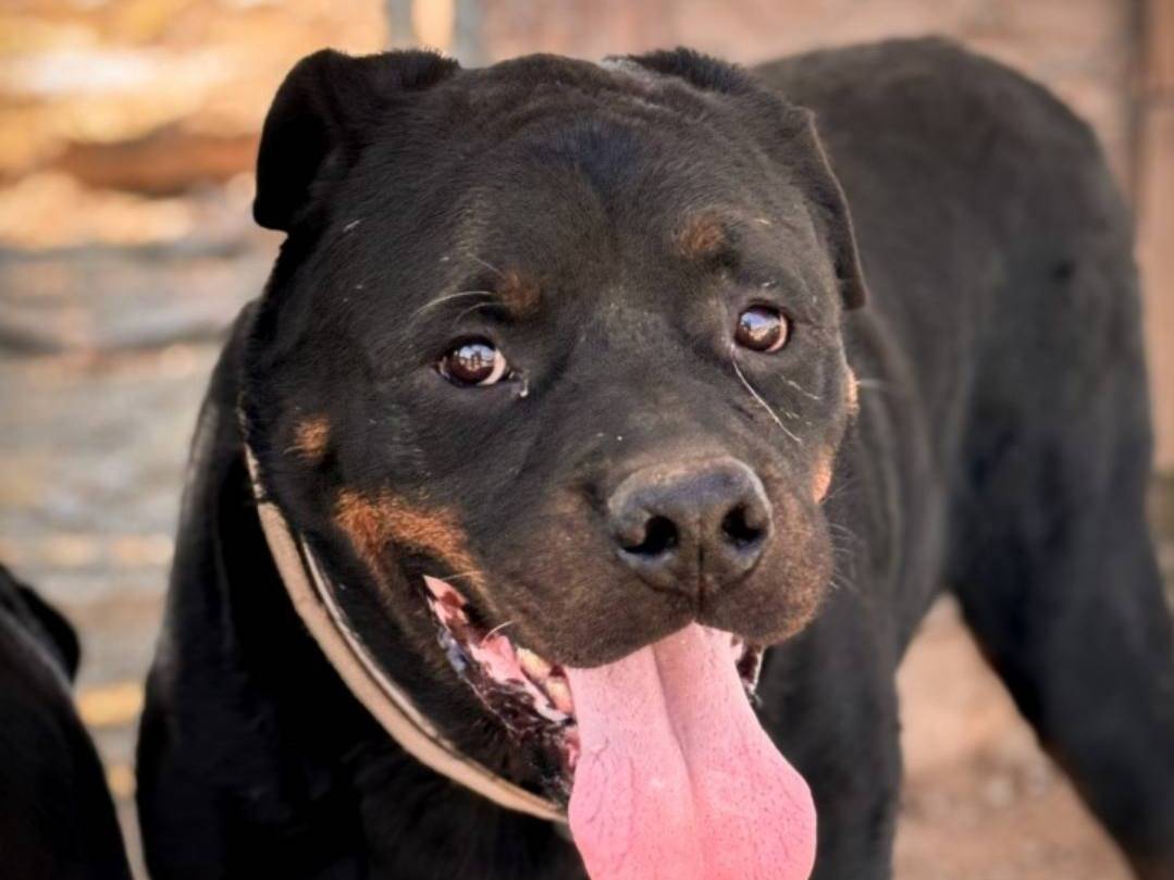 Vuoi adottare un cane a Crotone?