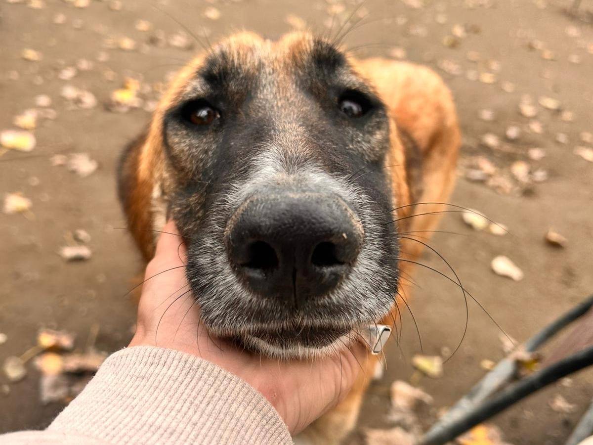 Vuoi adottare un cane a Napoli?