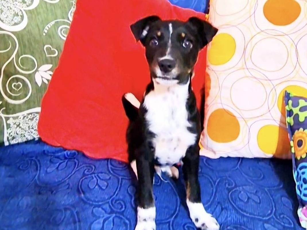 Adozione cane, maschio, Razza sconosciuta Razza sconosciuta, 1 anno e 1 mese, taglia media contenuta, Potenza