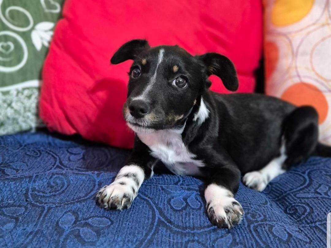 Adotta un cane, maschio, 1 anno e 1 mese, Potenza