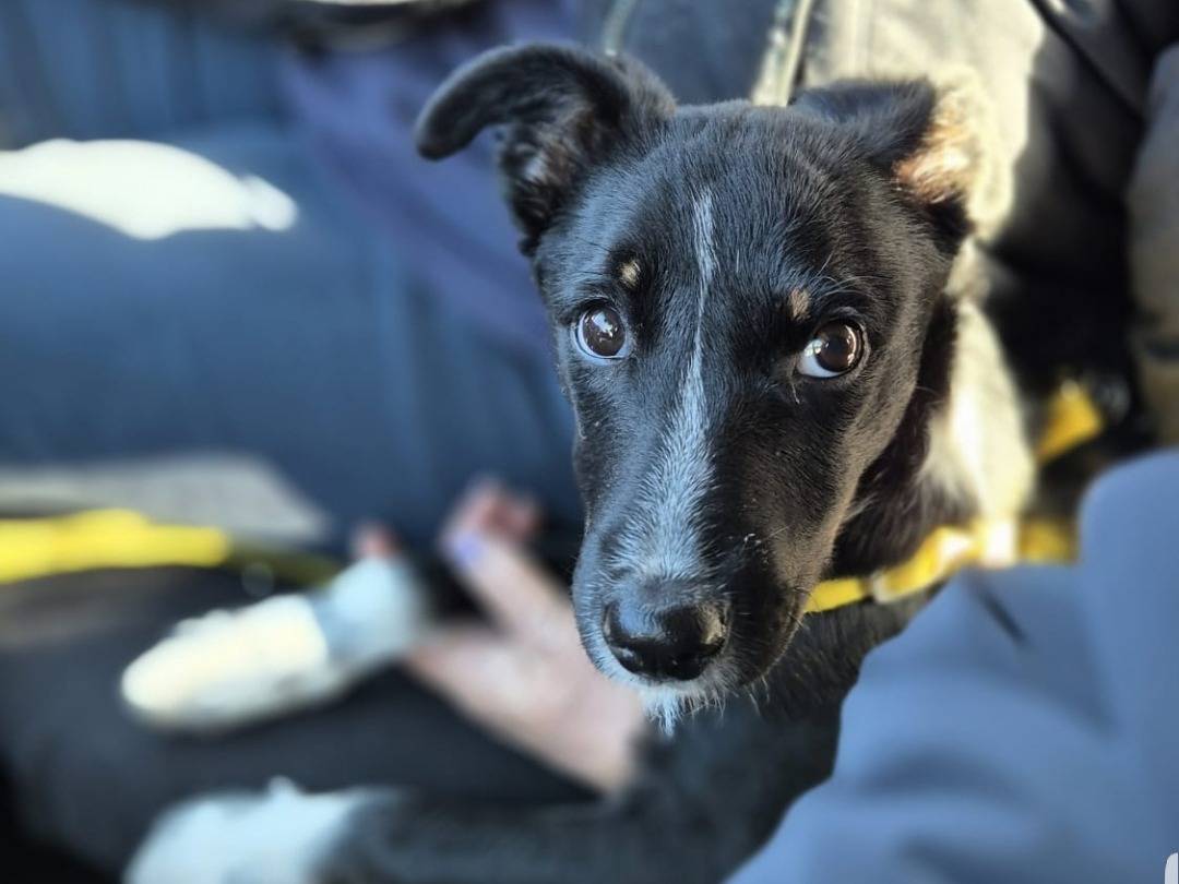 Adotta un cane, taglia media contenuta, maschio, Potenza