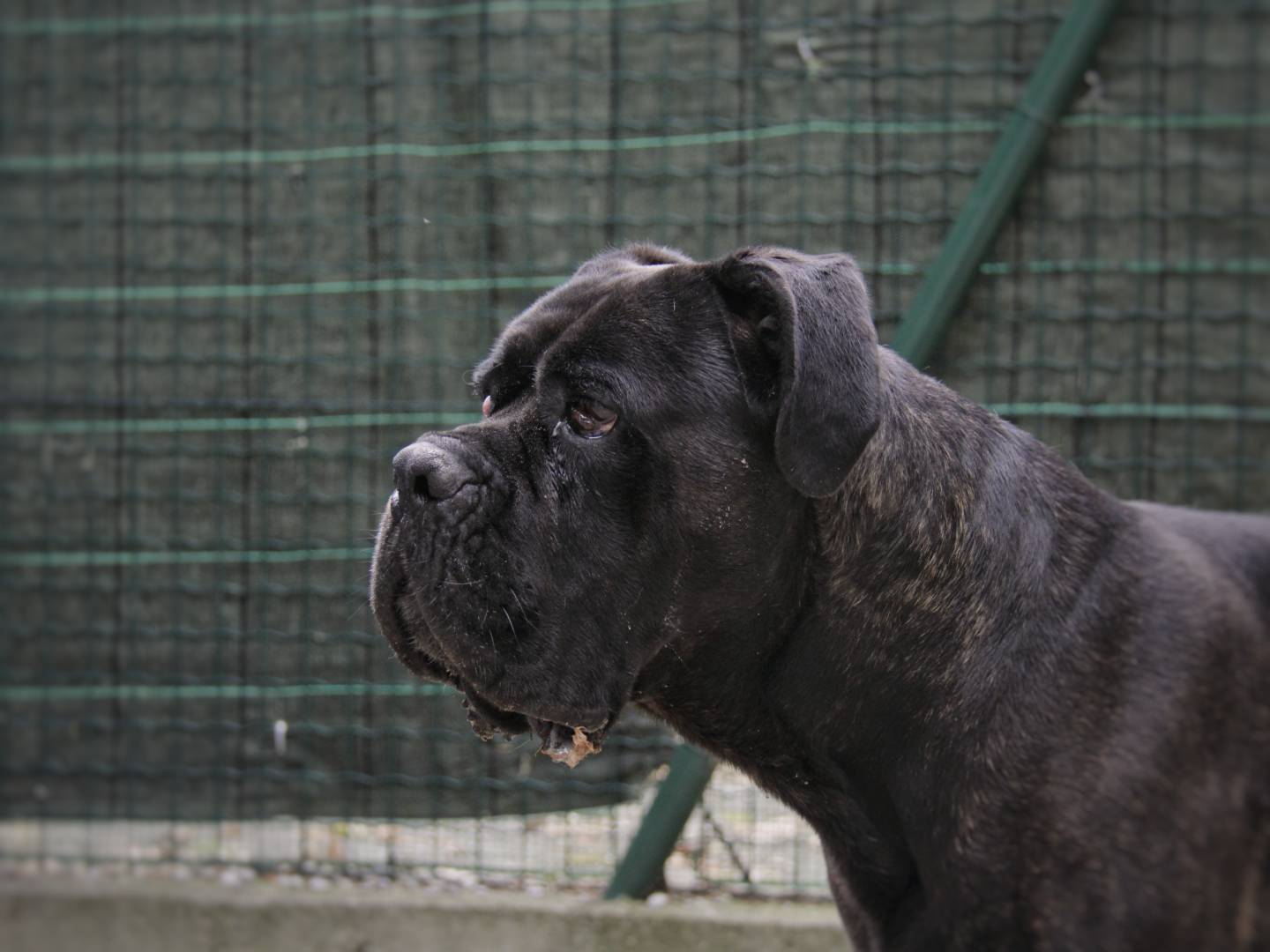 Foto dell'animale