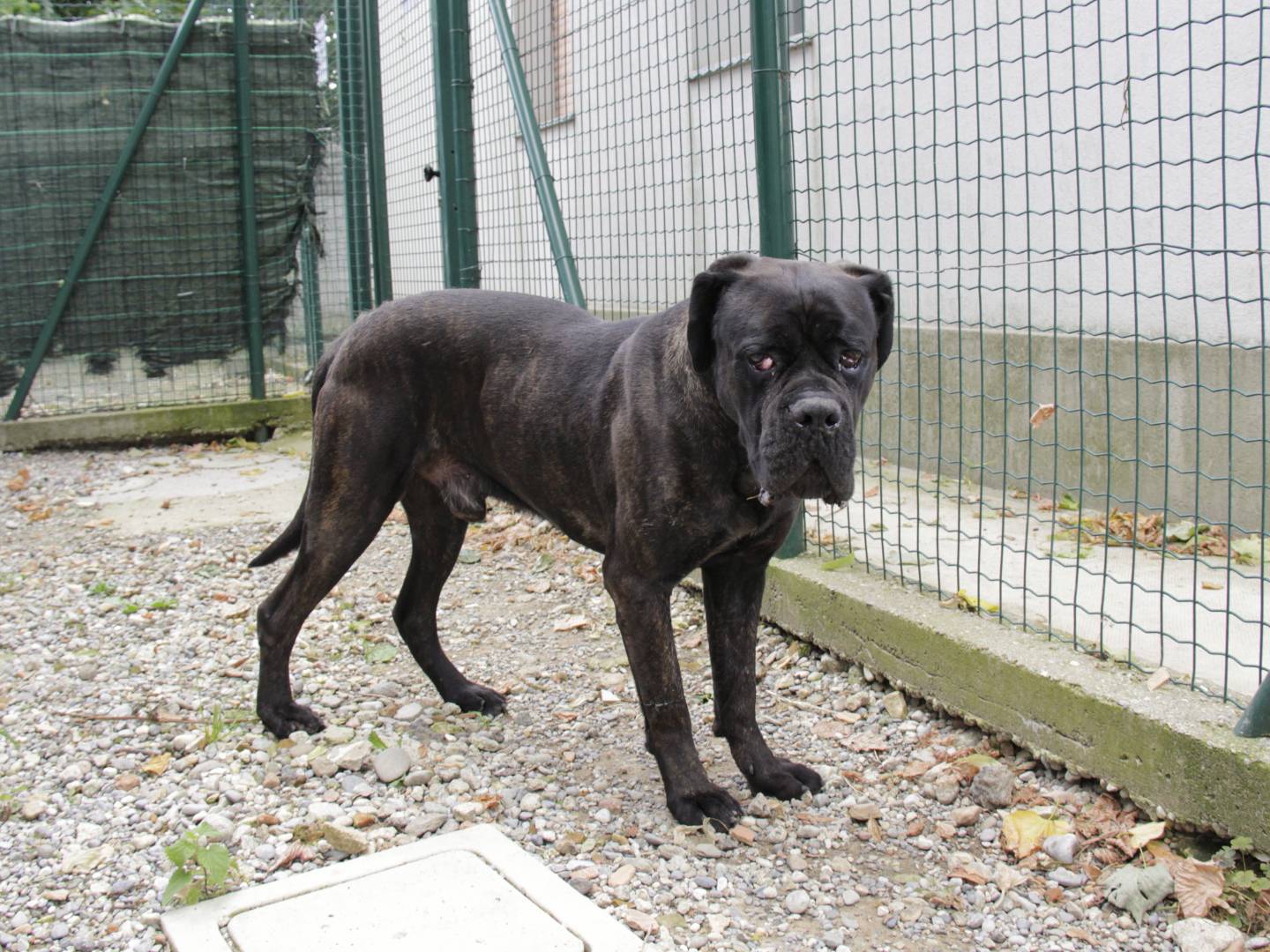 Adotta un cane, maschio, 4 anni  e 9 mesi , Lodi