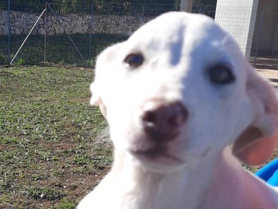 Adotta un cane, femmina, 6 mesi, Bari