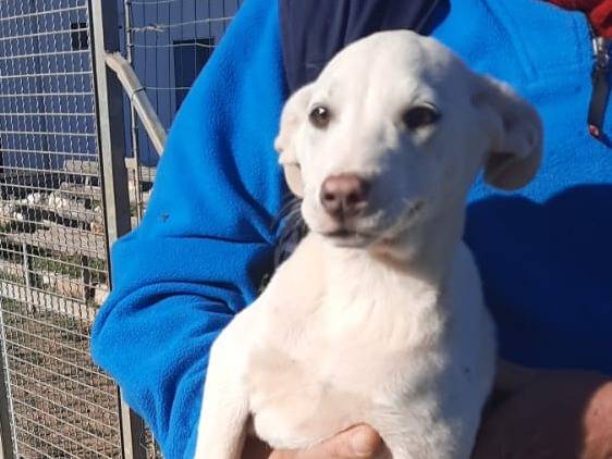 Adotta un cane, taglia media, femmina, Bari