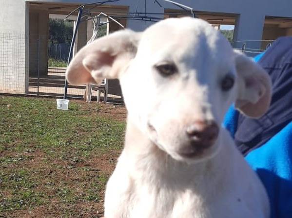 Vuoi adottare un cane a Bari?