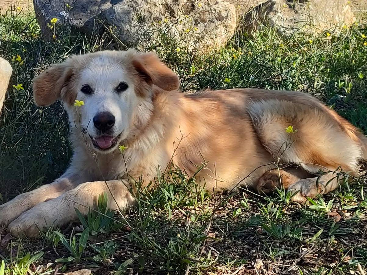 Adotta un cane, maschio, 10 mesi, Bari