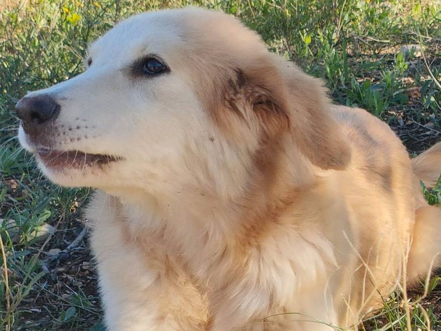 Adotta un cane, taglia media, maschio, Bari