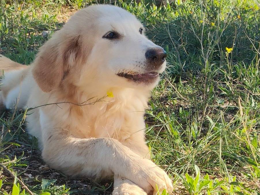 Vuoi adottare un cane a Bari?