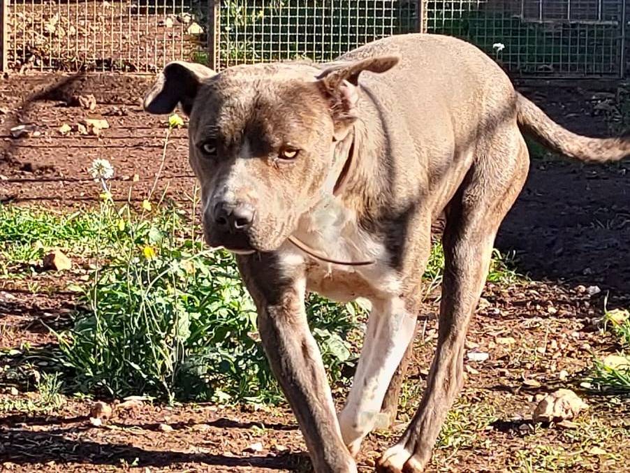 Adotta un cane, maschio, 1 anno e 7 mesi , Bari