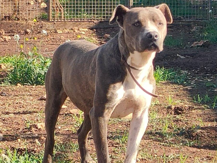 Adotta un cane, taglia grande, maschio, Bari