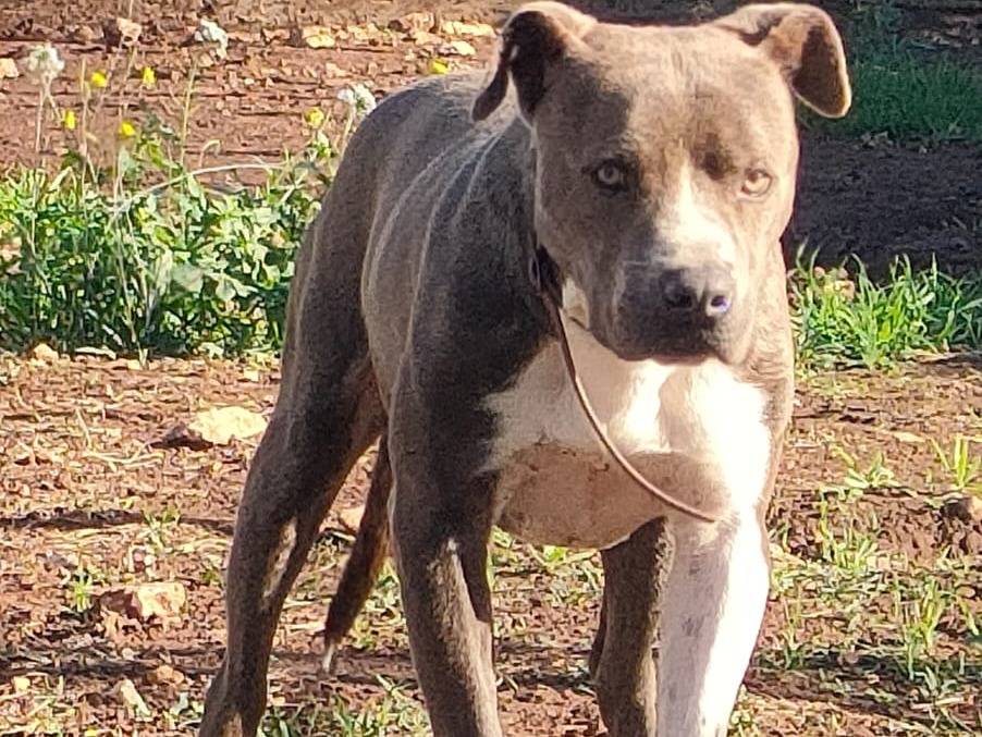 Vuoi adottare un cane a Bari?