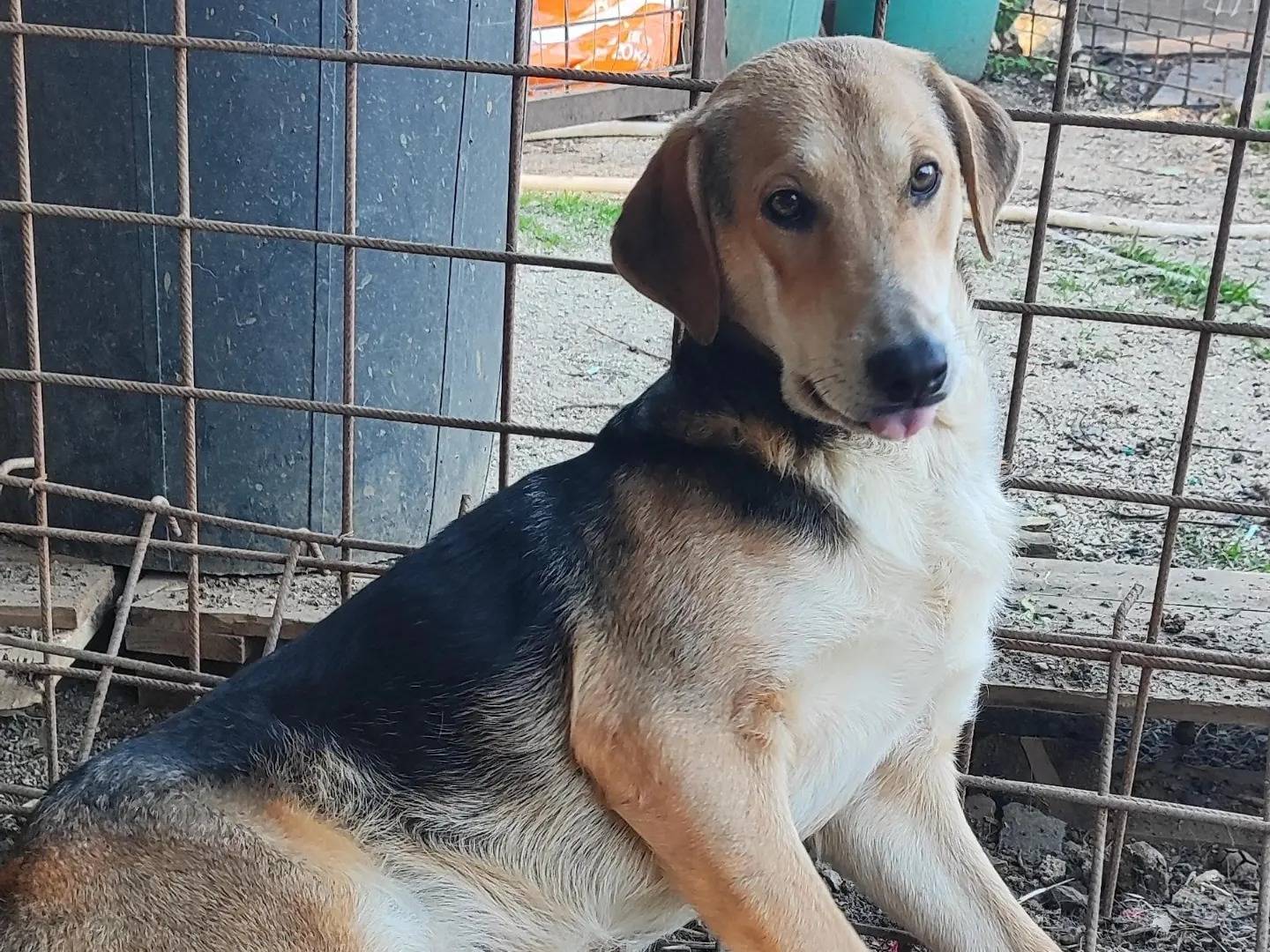 Adotta un cane, taglia media, maschio, Como