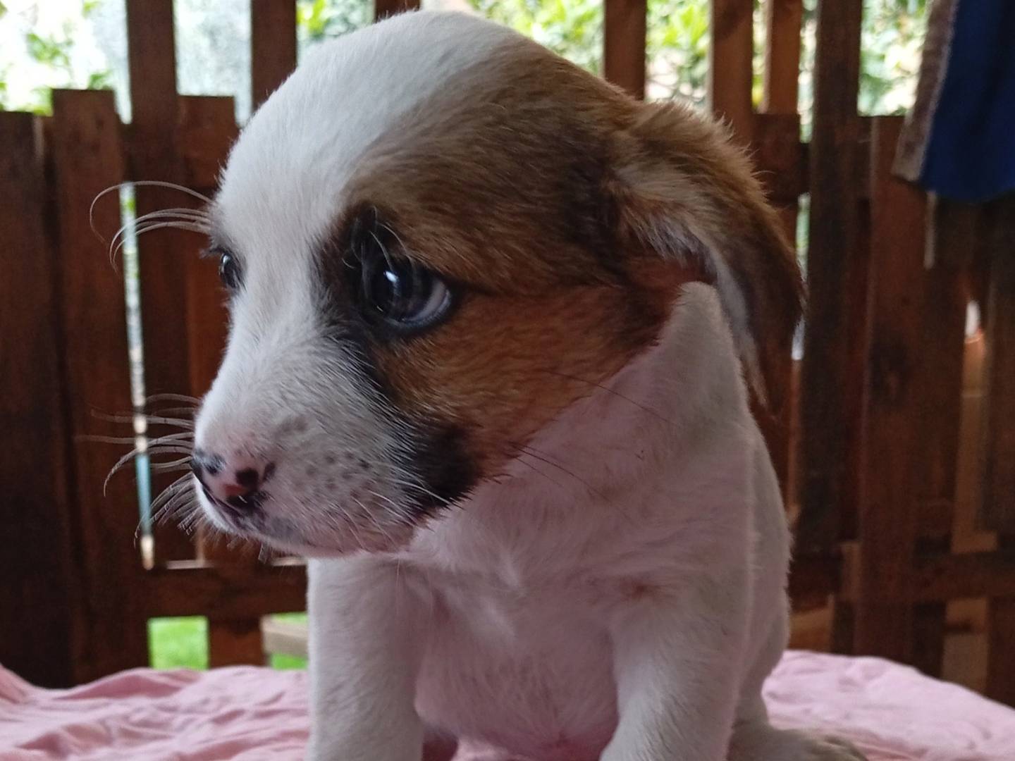 Adozione cane, femmina, Razza sconosciuta Razza sconosciuta, 1 anno, taglia media contenuta, Frosinone