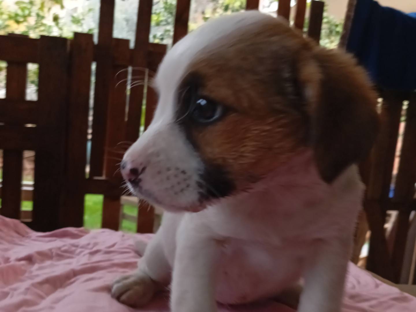 Adotta un cane, femmina, 1 anno, Frosinone
