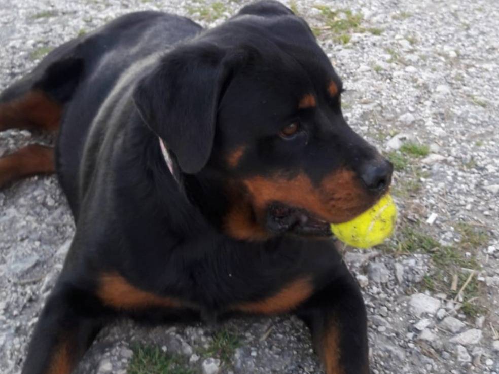 Adotta un cane, femmina, 5 anni  e 6 mesi , Napoli