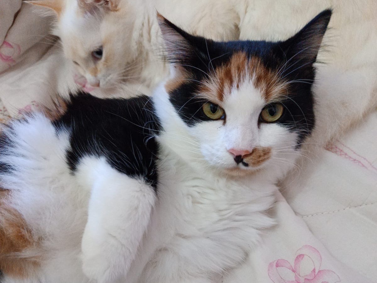 Adozione gatto, femmina, Razza sconosciuta Razza sconosciuta, 2 anni e 1 mese, taglia non valida, Siracusa