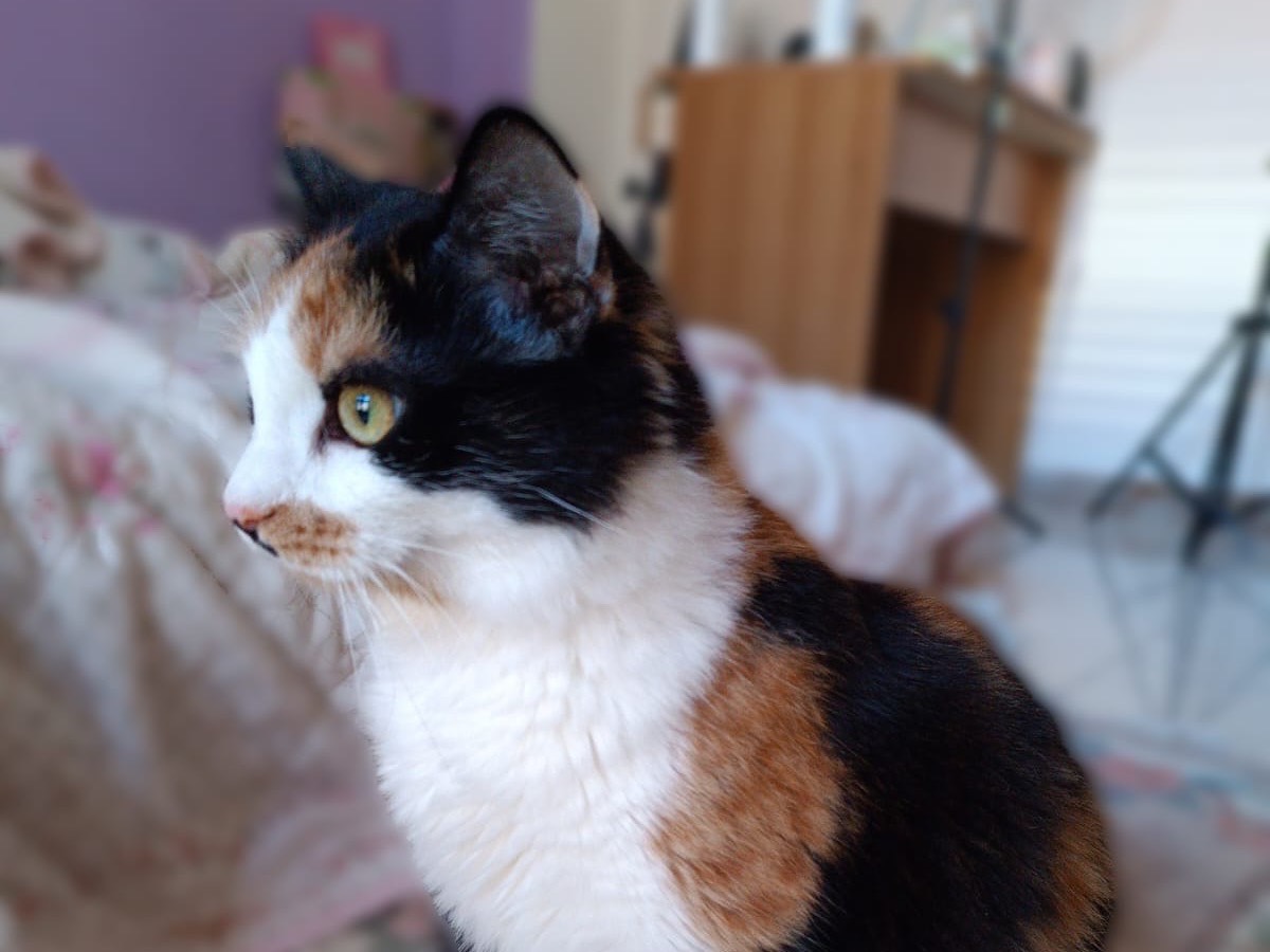 Adotta un gatto, femmina, 2 anni e 1 mese, Siracusa