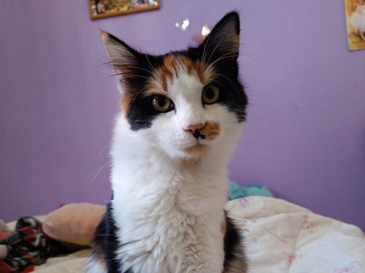 Adotta un gatto, taglia non valida, femmina, Siracusa