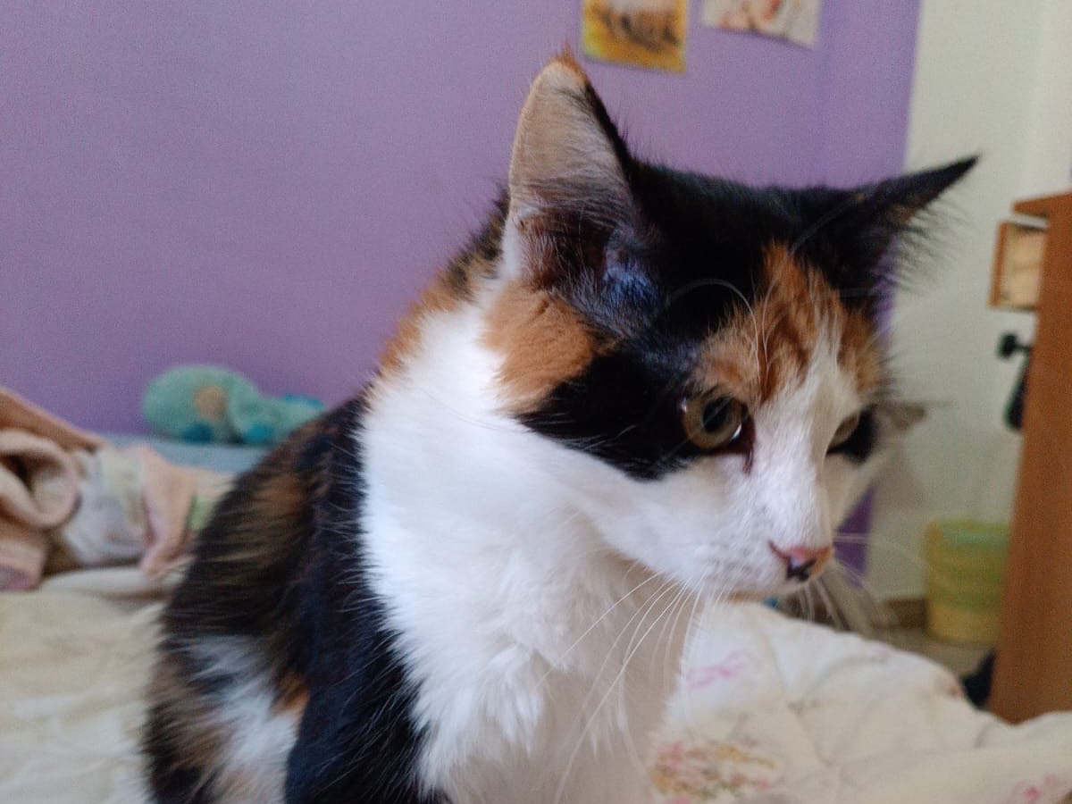 Vuoi adottare un gatto a Siracusa?