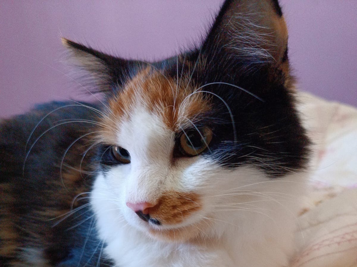 Adotta il gatto Lulu a Siracusa