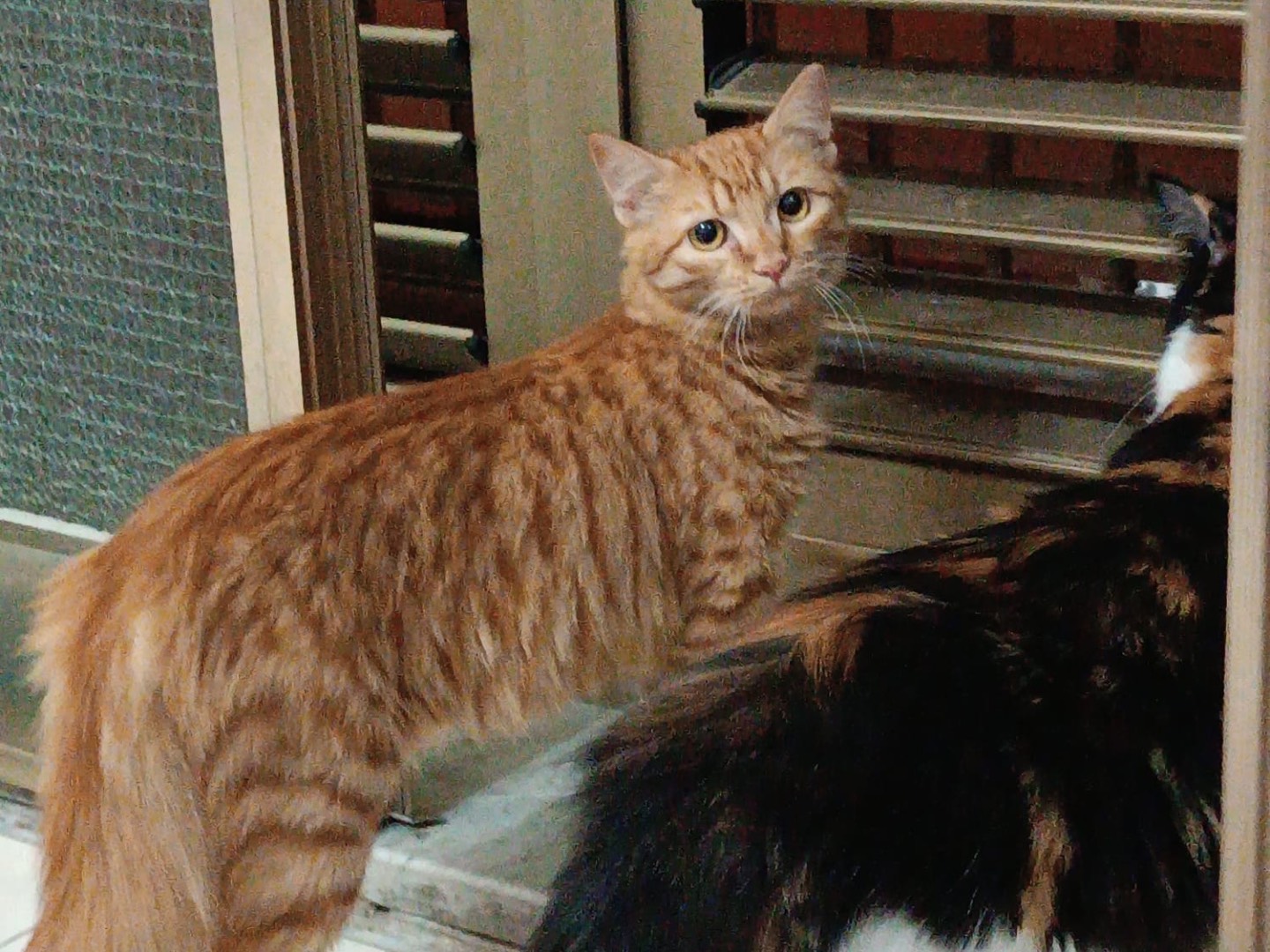 Adotta un gatto, femmina, 2 anni, Siracusa