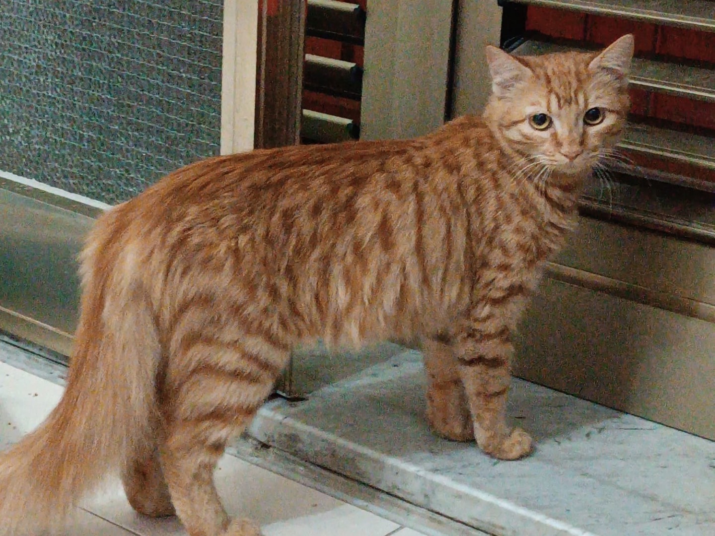 Adotta un gatto, taglia non valida, femmina, Siracusa
