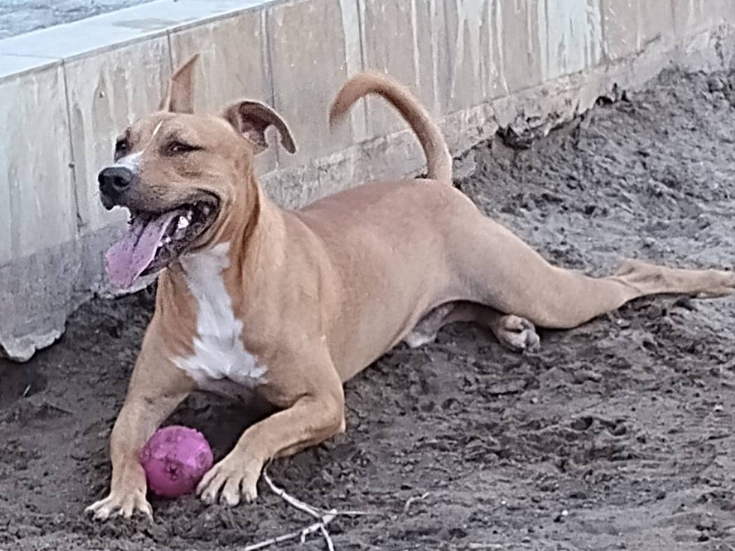 Adotta un cane, maschio, 10 mesi, Napoli