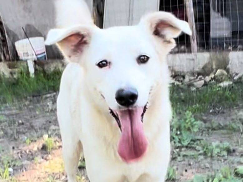 Adotta un cane, femmina, 1 anno e 5 mesi , Crotone