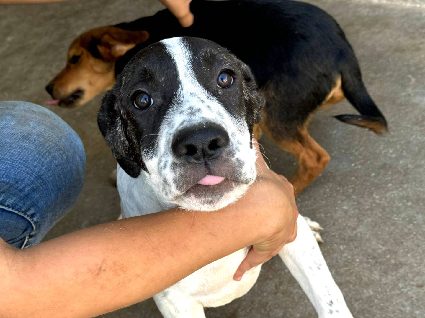 Adotta un cane, taglia media, femmina, Frosinone