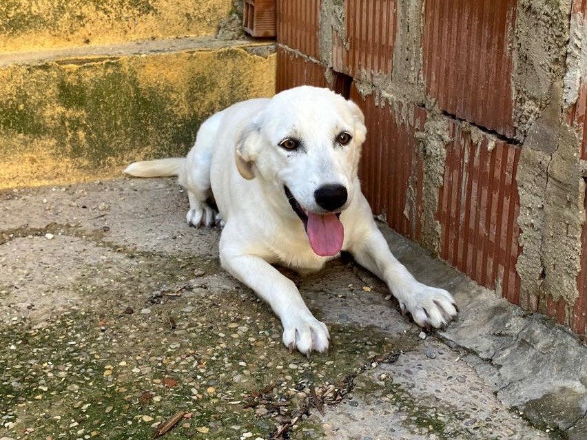 Adotta un cane, femmina, 1 anno e 1 mese, Agrigento