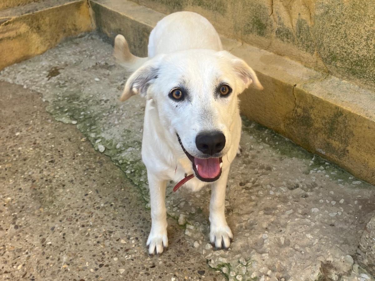 Adotta un cane, taglia media, femmina, Agrigento
