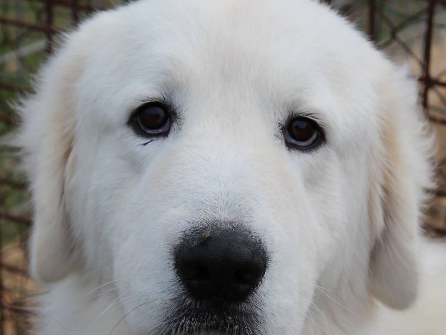 Adotta un cane, maschio, 3 anni  e 9 mesi , Roma