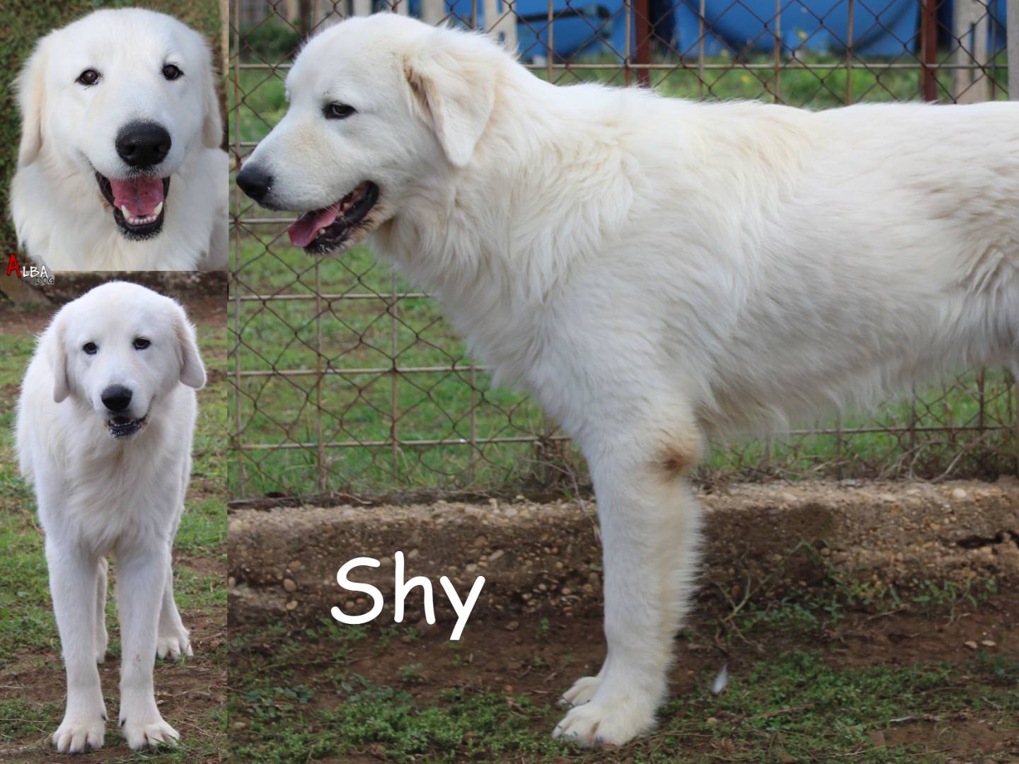 Adotta il cane Shy a Roma