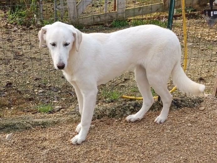 Adotta un cane, taglia media, maschio, Frosinone